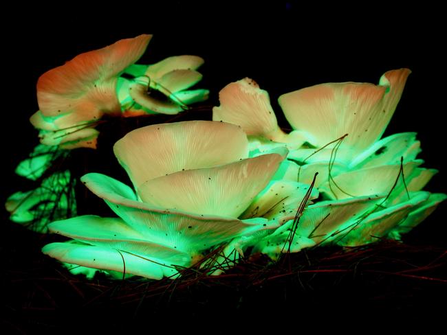 The ghost mushroom Omphalotus nidiformis emits a soft green glow afterdark, which is bright enough to make out words on a page. The naturalphenomenon is a result of the chemical reaction between fungal enzymes andoxygen. ForestrySA is inviting people to visit Ghost Mushroom Lane in theSouth East pine forest near Mount Gambier during May and June after local photographer and nature enthusiast Ockert le Roux discovered the mushroom in the region. Picture: Ockert le Roux