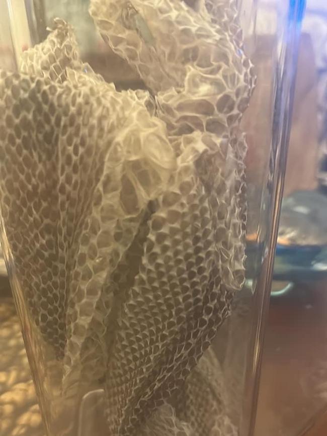 A snakeskin found hanging from the lattice of a veranda at a Granville home.