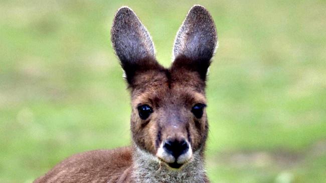 A kangaroo attack has horrified Victorian wildlife carers. Picture: Natalie Slade