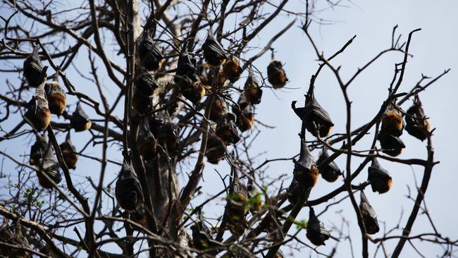 Researchers are focusing on bats for a study on how to survive increasingly dangerous variants.