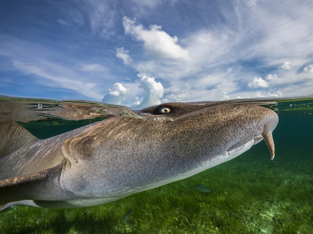 Remuna Beca: A curious nurse shark peeks above the water line to investigate the photographer’s presence. The Bahamas