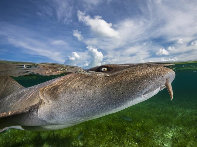 Remuna Beca: A curious nurse shark peaks above the water line to investigate the photographer’s presence. The Bahamas