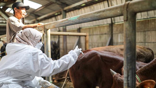 Veterinarians inject cattle for foot and mouth disease in Bandung, West Java, Indonesia, last year. Now Indonesia claims Australian cattle have lumpy skin disease. Picture: Agvi Firdaus