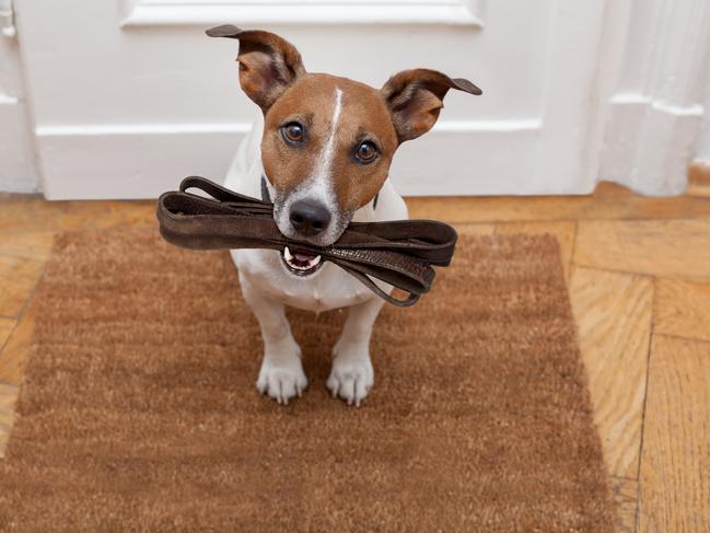 It’s official – Jack Russell is the most popular dog breed in the northwest.