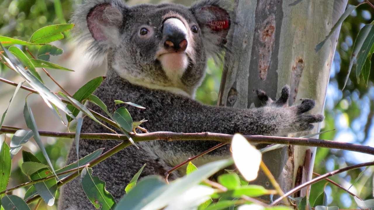 The Koala Party could shake up Australian politics.