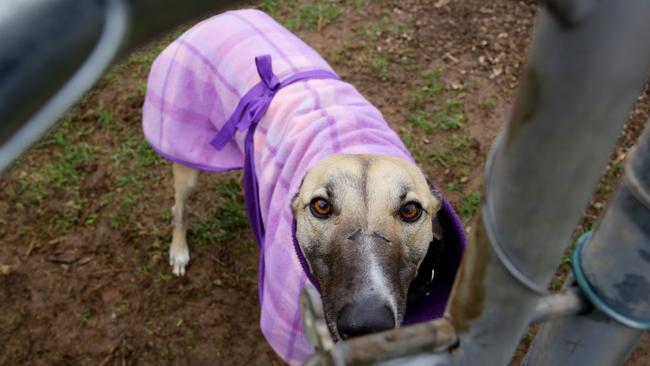 Jaxs is one of the many greyhounds looking for a home.