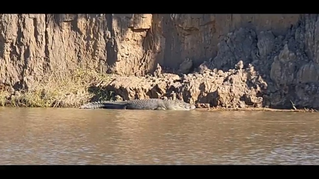 Fitzroy River crocodile