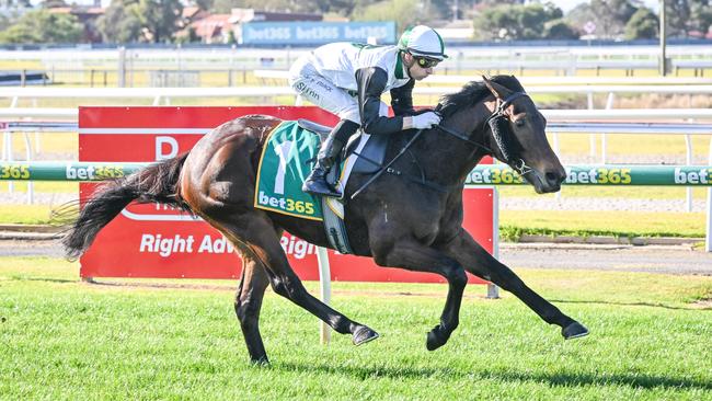 Impressive debut winner Dom is well-placed to handle the rise to Saturday class at Caulfield. Picture: Racing Photos via Getty Images