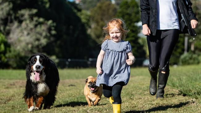 Poppy Robinson, two, runs along Avalon Reserve with Doug the pug and Ziggy the Bernese mountain dog with mum Amethyst giving chase. Picture: Julian Andrews.