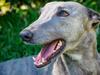 Geelong greyhound trainer’s abused dog left vet ‘horrified’
