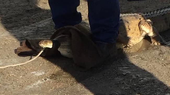 Croc alert: Cheeky reptile spotted at Bowen Showgrounds