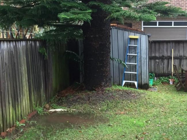 Stacey Speer, of Dulwich Hill, said there had been multiple failed attempts to remove a 40 metre-high Norfolk pine (above) which had destroyed her backyard.