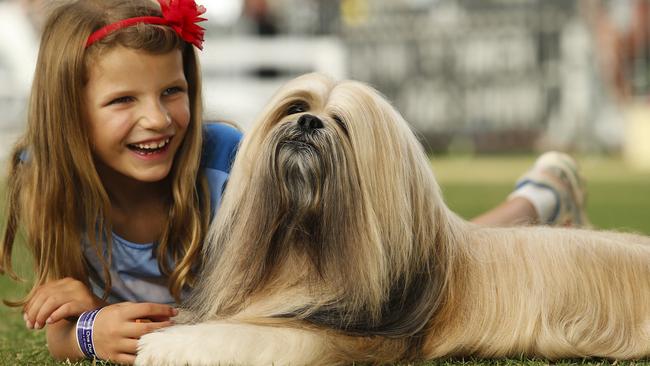 Dog fan Stephanie Clark, 7, from Young, NSW, with the The Purina Sydney Royal Dog Show, Best in Show, Nathaniel, a Lhasa Apso, at the Royal Easter Show today. Picture: Justin Lloyd