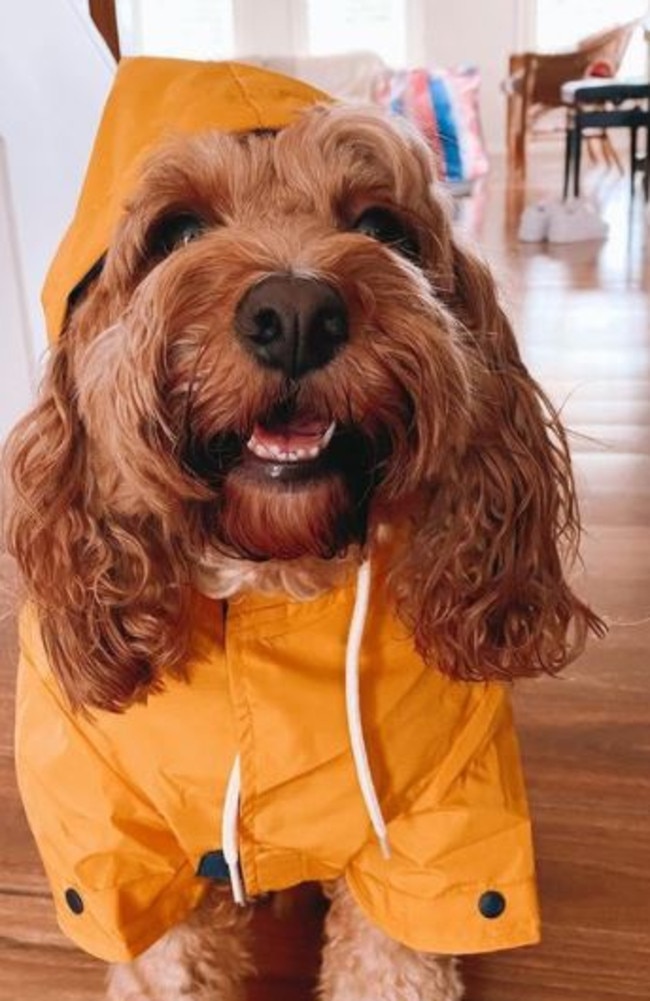 Kmart dog 2025 puffer jacket