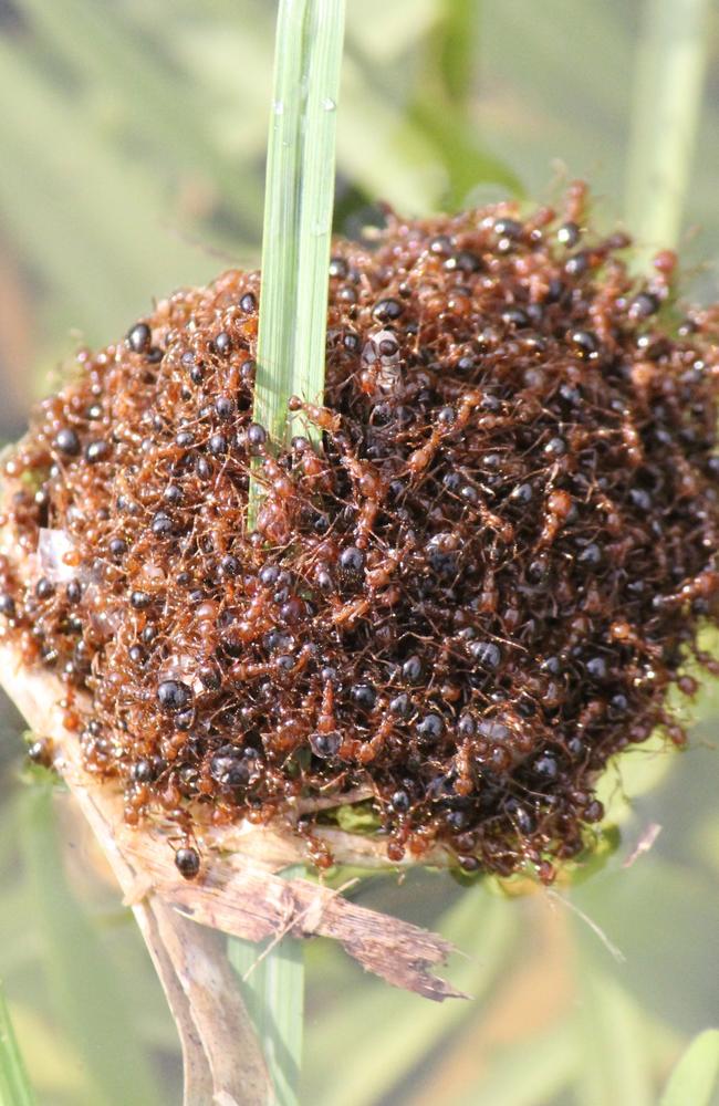 Fire ants have been found in Oakey. Photos: Invasive Species Council