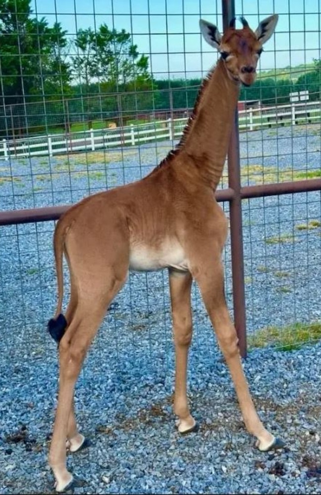 The giraffe's birth has given the zoo a chance to raise awareness about their dwindling population. Picture: USA TODAY