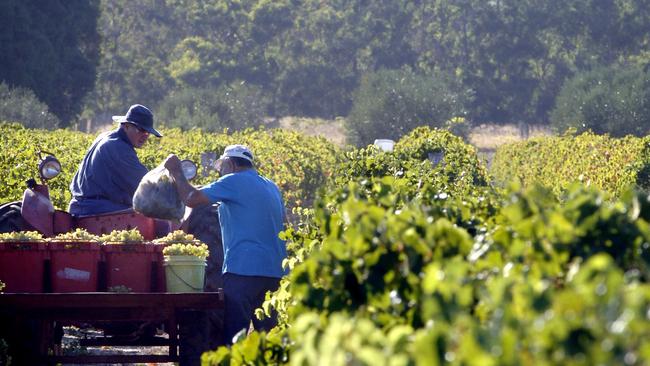 Damning findings: A culture of noncompliance in Australia’s horticultural sector has been exposed.