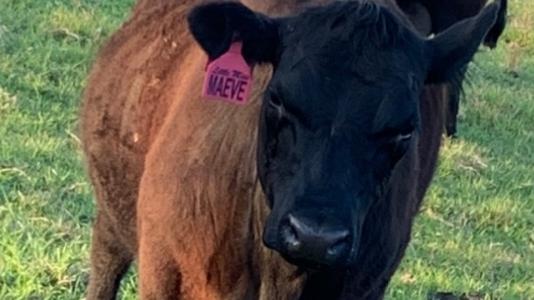 Little Miss Maeve, the pregnant cow that was run down and had its throat slit by Michael Kevin Johns at a property near Dungog. Supplied.