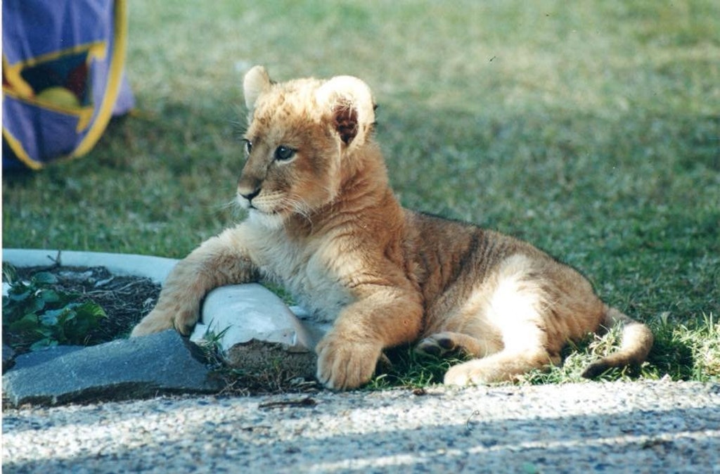 Big birthday celebrations for Darling Downs Zoo lion | The Courier Mail