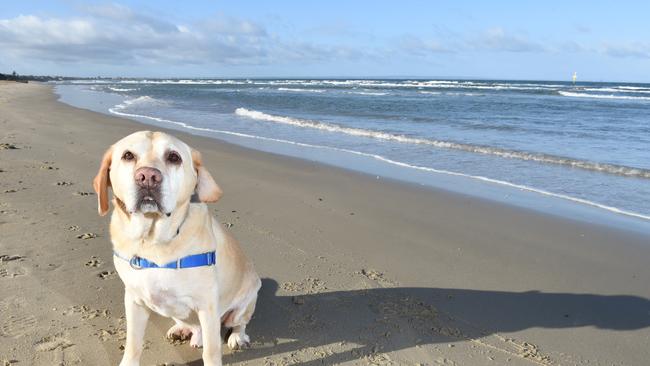 City of Kingston education dog Beau is a regular at Mentone Beach. Picture: Jason Sammon