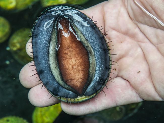 There a fortune to be made in the coveted shellfish some call “cold gold”.