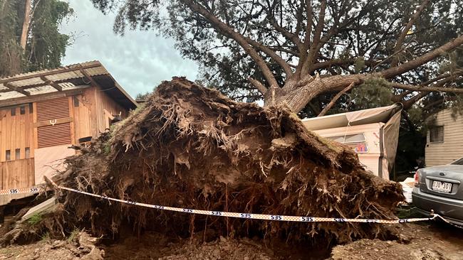 A man has miraculously survived after a giant tree was ripped from its roots and crashed onto his caravan. Picture: Odessa Blain