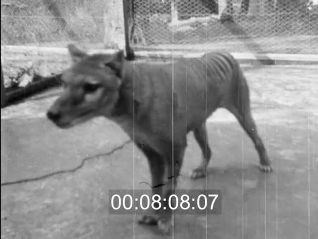 Still from newly discovered footage of the thylacine in Hobart's Beaumaris Zoo in 1935. It was part of a tourism film made by Sidney Cook in 1935. (National Film and Sound Archives)