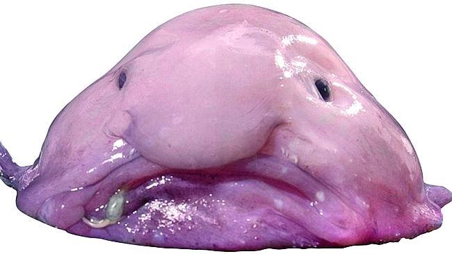 Enter the Ugliest Fish in the Sea the Blobfish