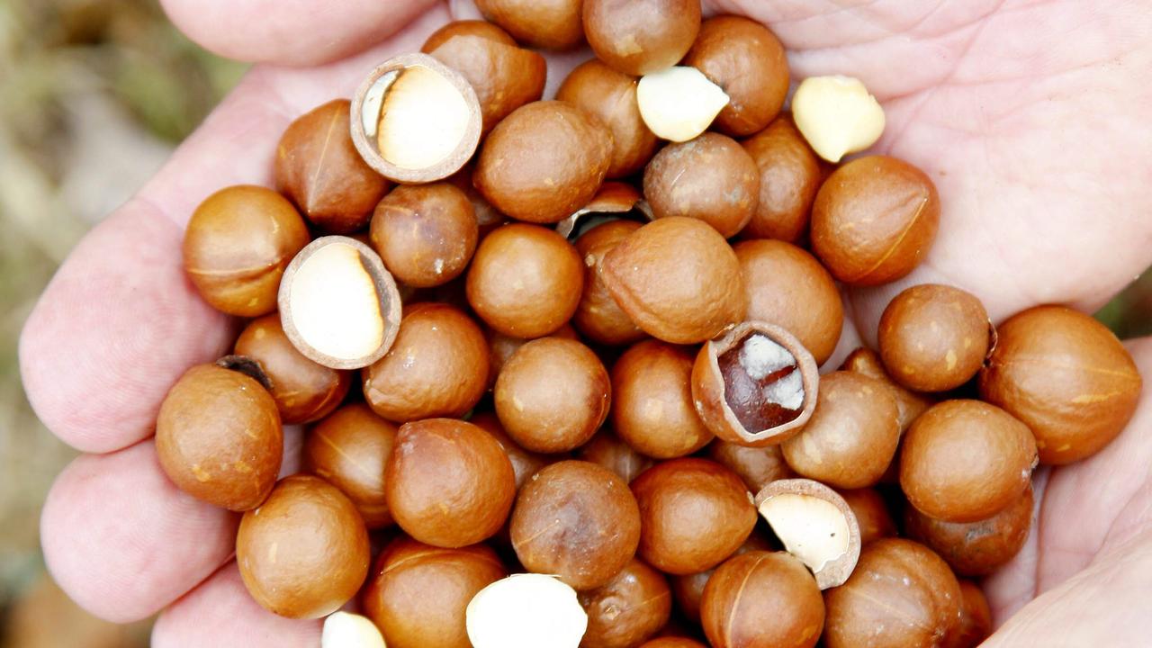 Rare Jansenii Macadamia tree nuts.