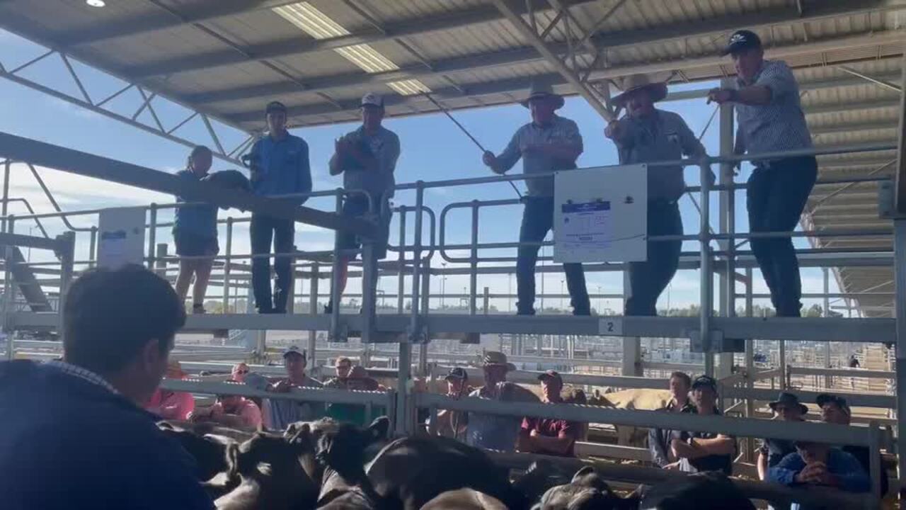 Ballarat livestock agents at the CVLX Special Grown Male Sale