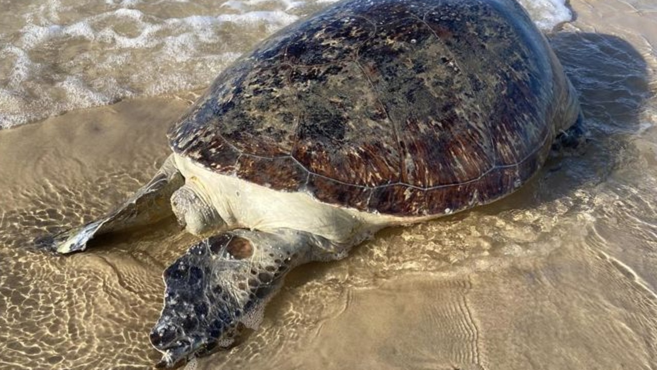 Environmental crisis unfolds as North Stradbroke Island turtle deaths ...