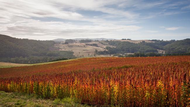 Production warning: Oversupply issues of quinoa were being shown in countries including South America and Peru, where the grain is primarily produced.