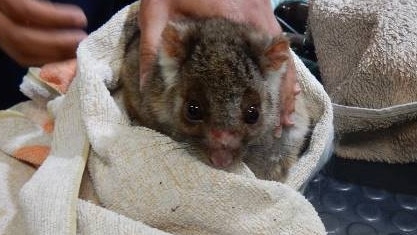 Possum Magic was expected to need a long period to recover from mental distress. Picture: Supplied.