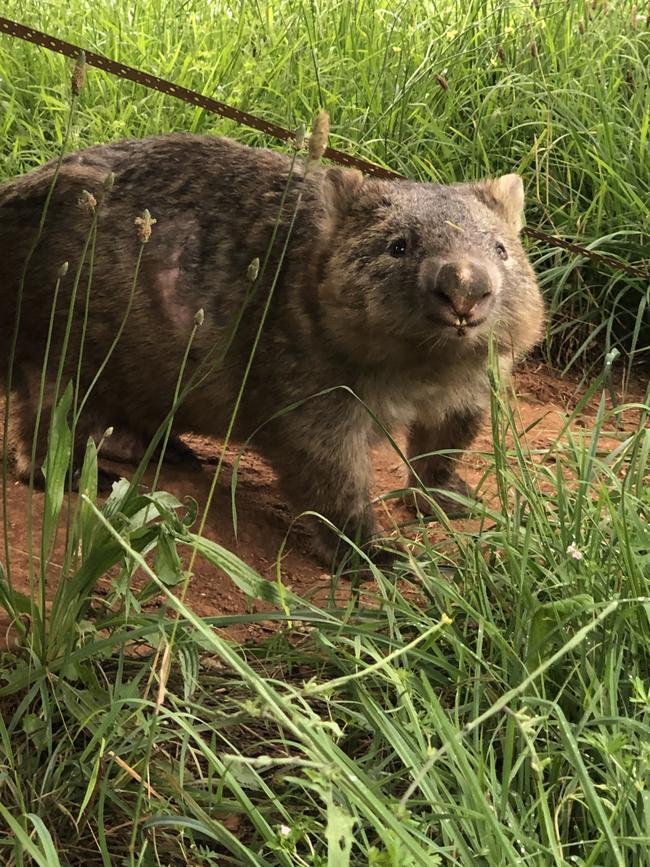 A wombat rescued in the Southern Tablelands by the Native Animal Rescue Group after being injured in a fight with another wombat. Picture: Native Animal Rescue Group