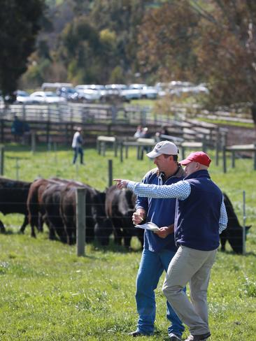 70 bulls were up for auction via the Helmsman auction system at the Paringa spring bull sale. Picture: Andy Rogers