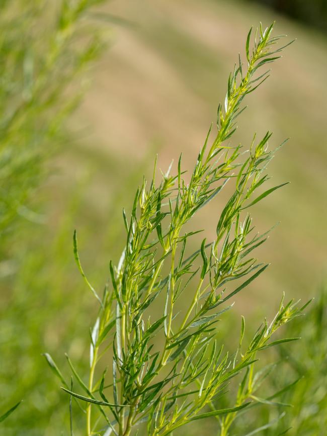 Russian tarragon