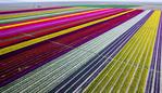 ESCAPE: KONYA, TURKEY - APRIL 13: Colorful tulip fields, sized 300 decare, which have been opened to public for two days in Karatay, Konya on April 13, 2016. (Photo by Murat Oner Tas/Anadolu Agency/Getty Images)