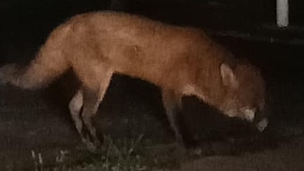 Brenda Batson returned to her North Haven home on Saturday, July 11 at 7.30pm to find this fox in her front yard. Picture: Brenda Batson