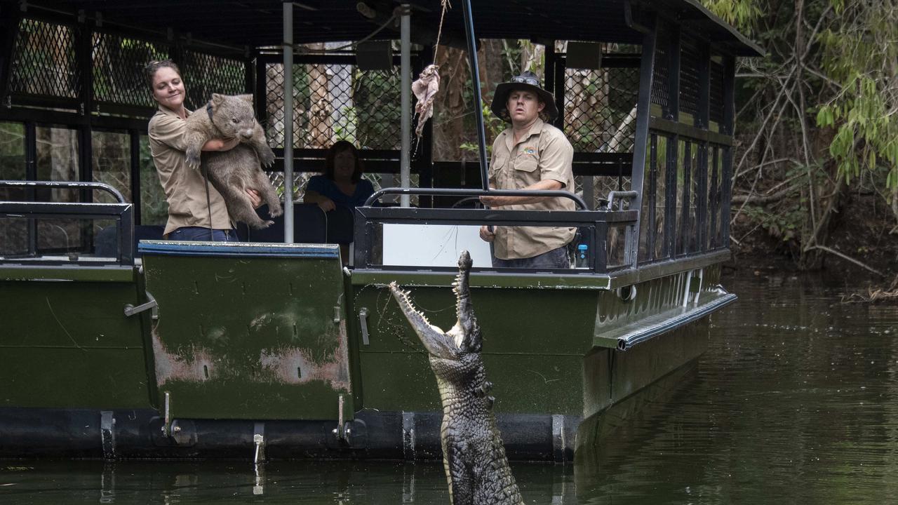 Hartley’s Crocodile Adventures, just 40 mins north of Cairns, was closed for weeks during the lockdown, but the crocs and other animals still needed feeding. The park relies heavily on the now virtually non-existent interstate and international tourist trade. Here, senior reptile keeper Bill Collette feeds a jumping crocodile from an electric boat in the one of the park lagoons watched by Tonka the Wombat carried by senior mammal keeper Elli Egan. Picture: Brian Cassey