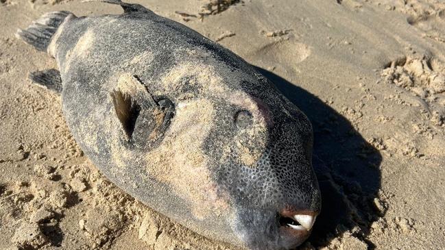 Sunrise Beach resident Donna Sennett found this fish when walking her dog at Sunrise Beach on August 10, 2023. Picture: Donna Sennett