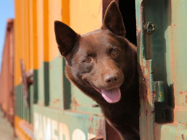 Koko from Red Dog sadly died in 2012. Picture: David Darcy/ScreenWest