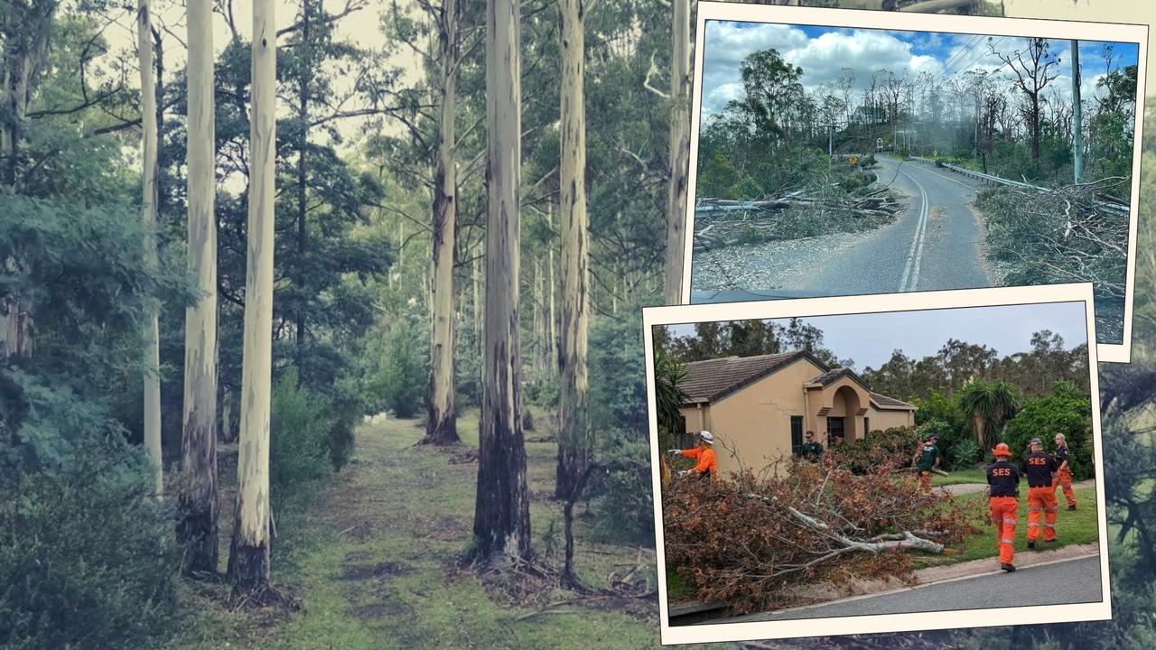 Brutal storms leave residents with ‘tree phobia’