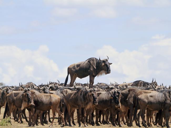 A blue wildebeest standing on a mound in Masai Mara, Kenya, rises above the pack. Picture: Jean Jacques Alcalay/Barcroft Images