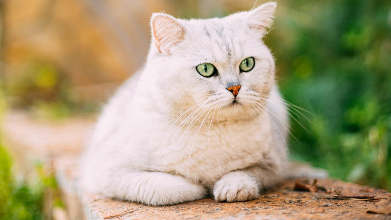 how-to-make-a-cat-like-you-why-science-recommends-slow-blinking-news