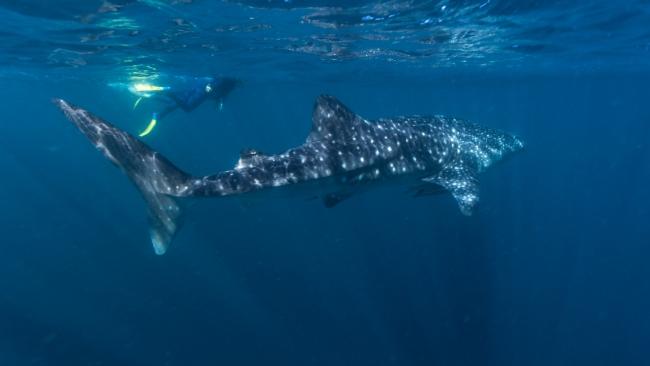 Swimming with whale sharks is just one of Echidna Walkabout's tour highlights. Picture: Tourism WA