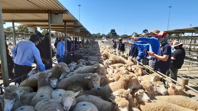 Auctioneer Rupert Fawcett Jnr, Ellis Nuttal &amp; Co, sells one of the lead pens of export suckers, which made over $230, at Bendigo today. Picture: Jenny Kelly