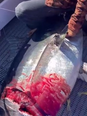 The tuna was mauled by a great white shark as it was reeled in. Picture: @isabella.sesto/ Instagram