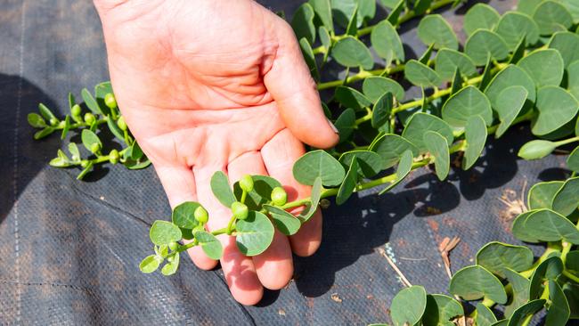 Capers are the edible flower buds of the caper plant. Pictures: Nancy Jayde Photography