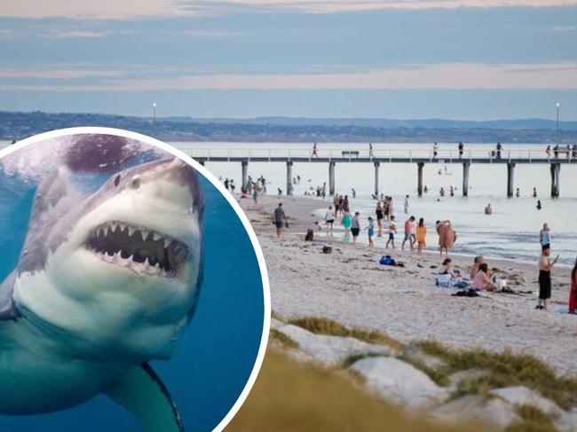 More shark sightings are reported at Grange than any other SA beach