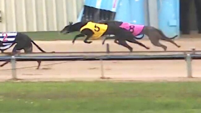 Greyhound Cadillac Hadlie (yellow) out on track before the incident. Picture: Supplied